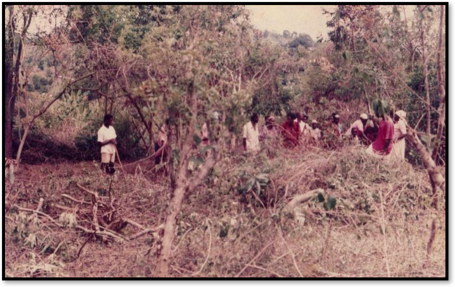 Christians clearing the bush where the permanent church was going to be constructed.